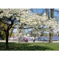 1085_10 Hamburger Frühling an der Aussenalster; blauer Himmel. | 